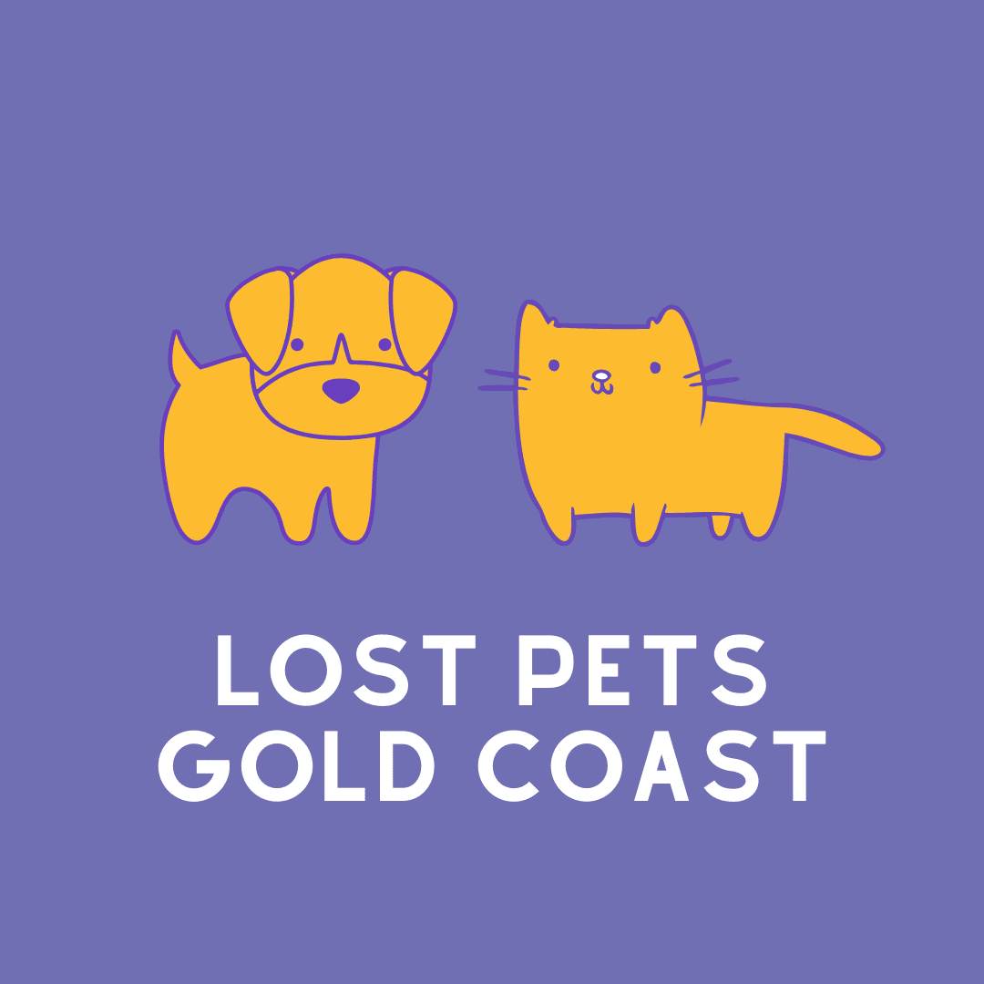 lost and found cats and dogs